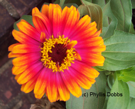 Orange zinnia wit fuschia 